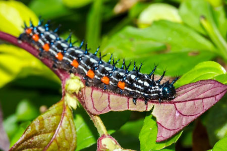 Caterpillars Facts Information Hulett Pest Control