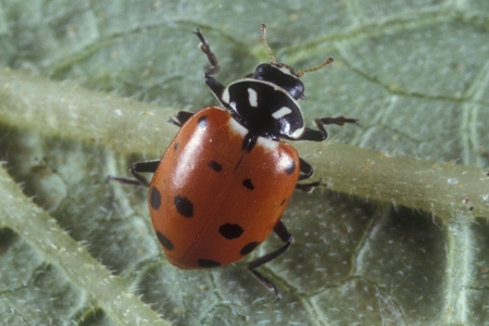 Ladybugs Facts Information Hulett Pest Control