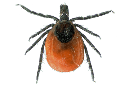 Ticks Facts Information Hulett Pest Control