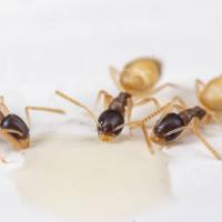 ghost ants