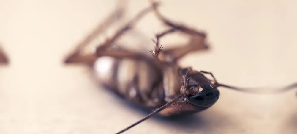 dead cockroach