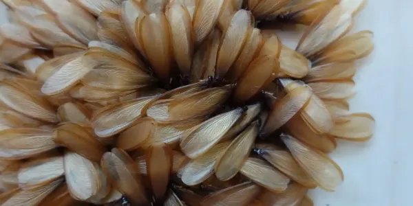 termites with wings
