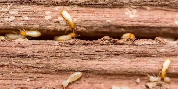 termites