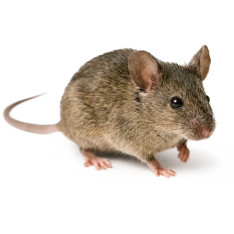 rodent mouse