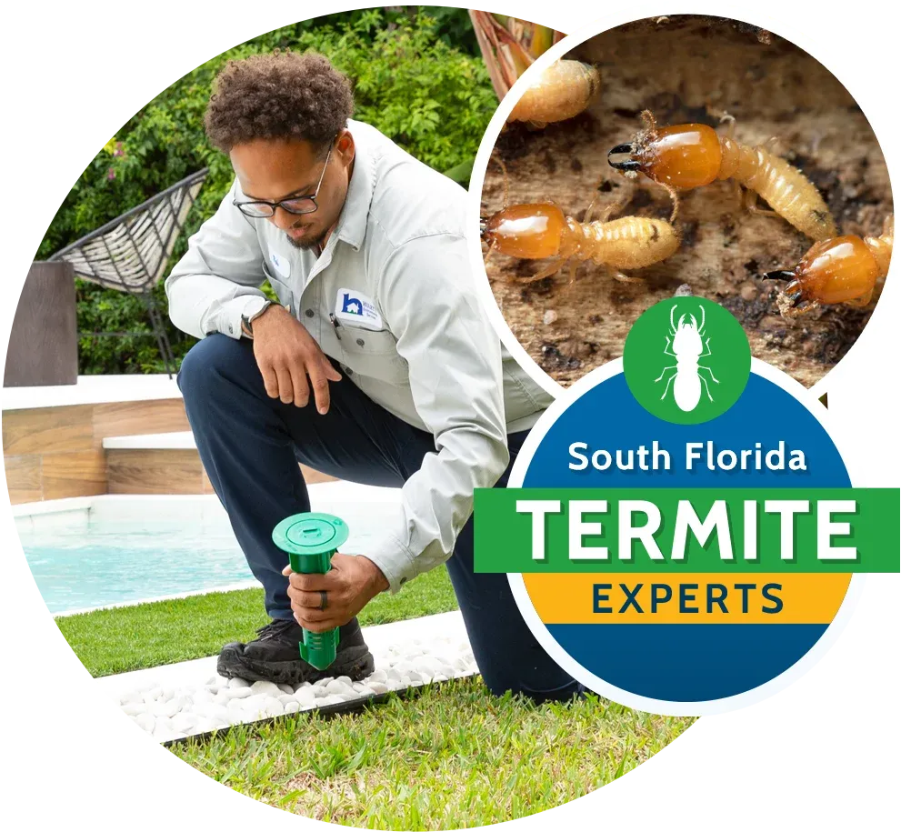Termite experts
