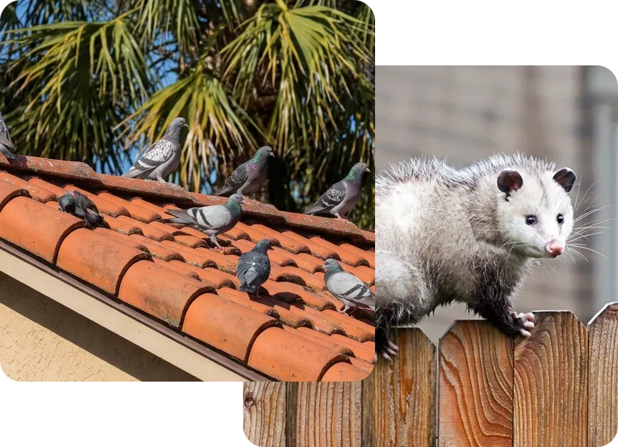 Florida wildlife control, pigeons, opossums, raccoons