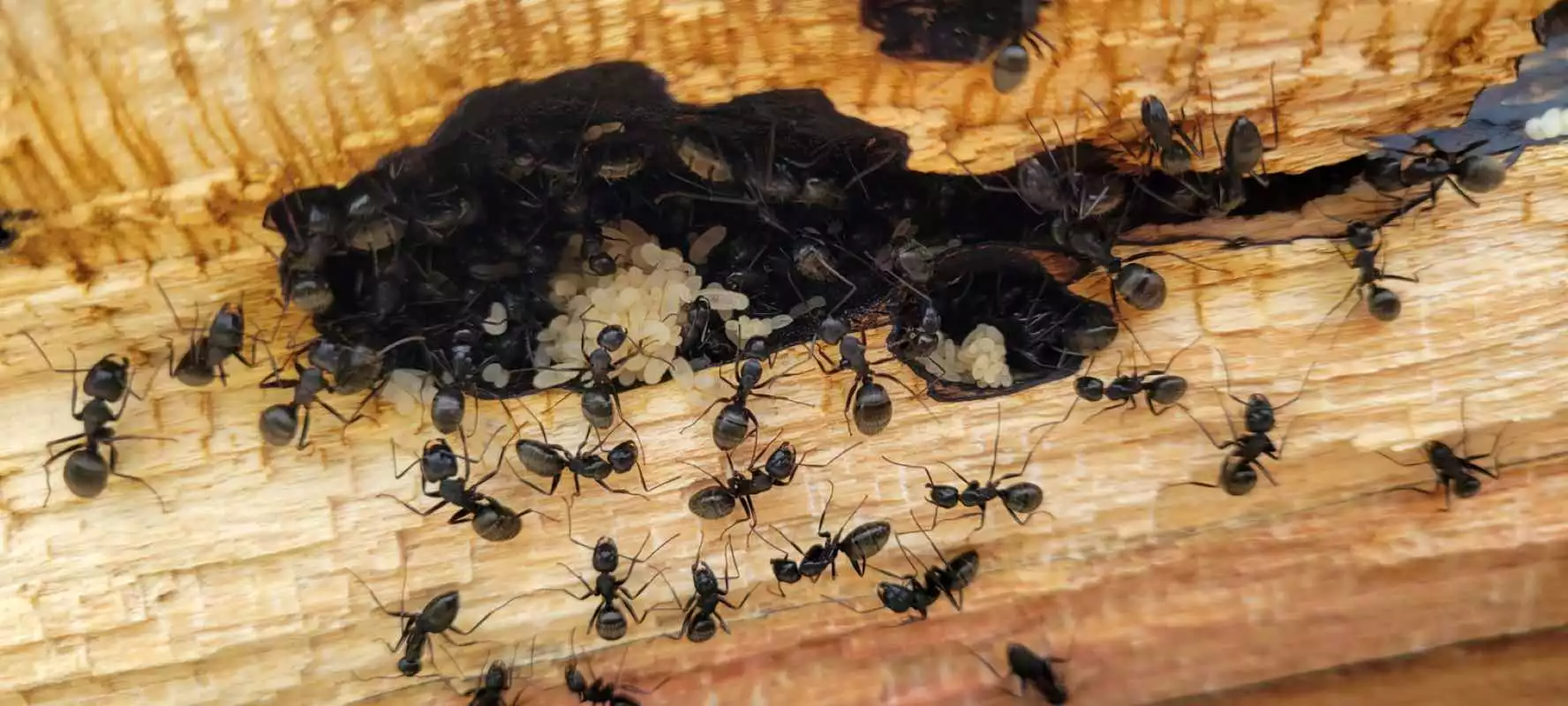 Identifying Carpenter Ant Damage and Infestation Signs in Your Overland Park Home