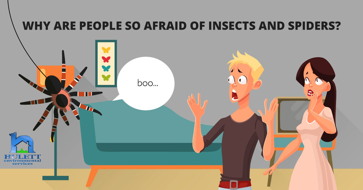 why-are-people-so-afraid-of-insects-and-spiders-bugs