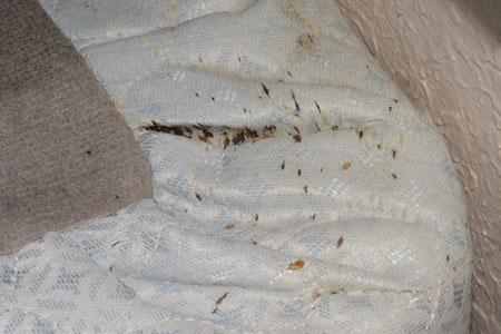 Bed Bugs Facts & Information | Hulett Pest Control