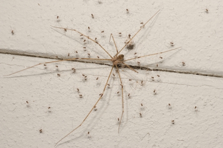 long body cellar spider facts