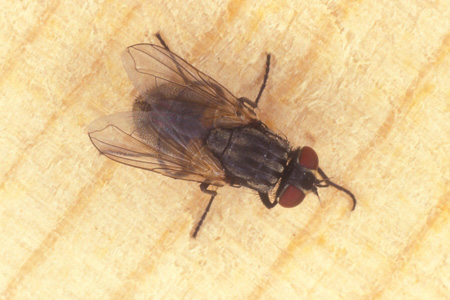 House Flies Facts & Information | Hulett Pest Control