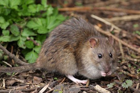 Norway Rats Facts & Information | Hulett Pest Control