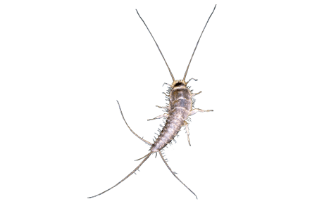 Silverfish or Silverfishes Facts | Hulett Pest Control