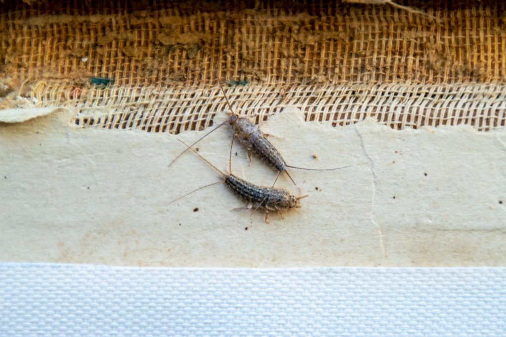 Silverfish or Silverfishes Facts | Hulett Pest Control