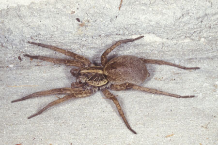 Wolf Spiders Facts & Information | Hulett Pest Control