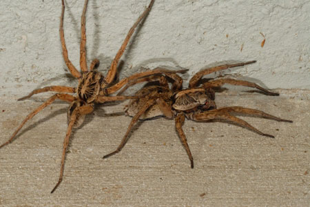 Wolf Spiders Facts & Information | Hulett Pest Control