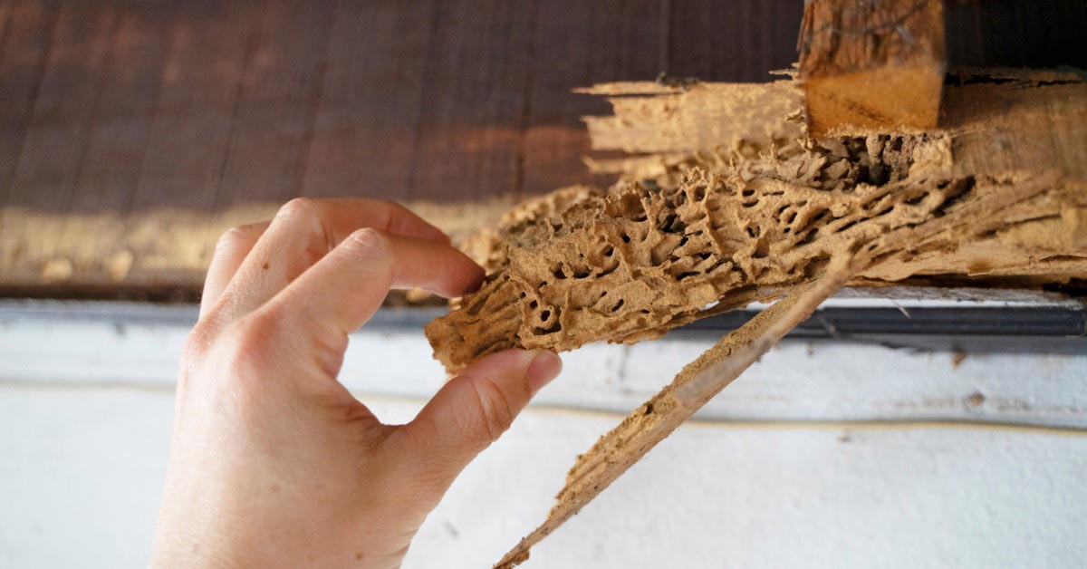How To Protect Your South Florida Home From Termites This Fall